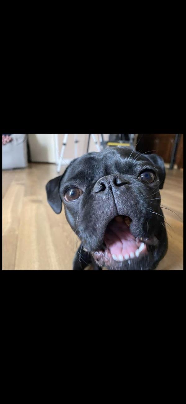 /images/uploads/pug nation rescue of los angeles/pugnation2024/entries/31001thumb.jpg